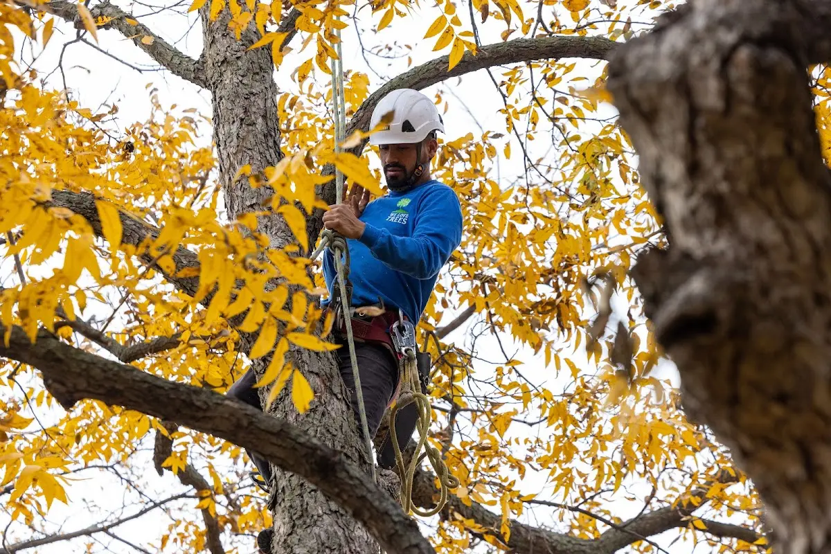 Skilled Tree Trimming crew working in Fullerton